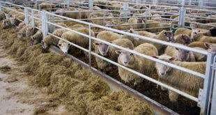 from-march-paaafr-will-reduce-feed-prices-for-livestock-producers-0-23-02-21-11-02-53 (1)