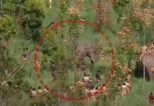 അരിക്കൊമ്പൻ ദൗത്യം അവസാനഘട്ടത്തിലേക്ക്