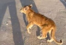 സബാഹ് അൽ-അഹമ്മദിൽ ഉടമയുടെ വീട്ടിൽ നിന്ന് പുറത്ത് കടന്ന സിംഹക്കുട്ടി വൈറലായി