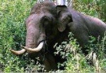 അരിക്കൊമ്പനെ മയക്കുവെടിവെച്ച് പിടികൂടാന് കോടതി ഉത്തരവ്