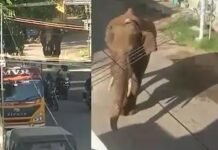 കമ്പം ടൗണിലെത്തിഭീതി പരത്തിയ അരിക്കൊമ്പനെ തളയ്ക്കാന തമിഴ്നാട് സർക്കാർ