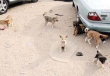 ജനവാസ കേന്ദ്രങ്ങളില് നിന്നകലെ തെരുവ് നായ്ക്കൾക്കായി ഷെൽട്ടർ നിർമ്മിക്കാൻ നീക്കം