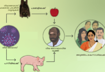 നിപ; ശ്രദ്ധിക്കാം പ്രതിരോധിക്കാം