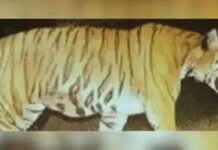 വയനാട്ടിലെ നരഭോജി കടുവ കൂട്ടിലായി