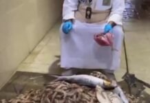 മുബാറക്കിയ മാർക്കറ്റിൽ പരിശോധന; 287 കിലോ ചീഞ്ഞ മത്സ്യവും ഇറച്ചിയും നശിപ്പിച്ചു