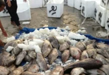 അല് മുബാറക്കിയ മാര്ക്കറ്റിൽ നിന്ന് 377 കിലോ മത്സ്യം പിടികൂടി