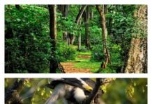 ശെന്തുരുണി : ഒരു കാടിന്റെ ആത്മാവ്