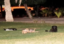 കഴിഞ്ഞ വർഷം പിടികൂടിയത് 6,500 തെരുവ് നായ്ക്കളെ