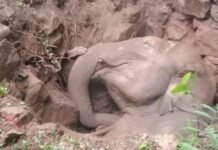 തൃശൂരിൽ സെപ്റ്റിക് ടാങ്കിൽ വീണ ആനക്കുട്ടി ചരിഞ്ഞു