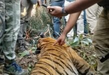 വയനാട് കടുവയുടെ ശവപരിശോധന: കഴുത്തിലെ മുറിവ് മരണകാരണം, രാധയുടെ അവശിഷ്ടങ്ങൾ ഉള്ളിൽ നിന്ന് കണ്ടെത്തി