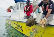 അപൂർവമായ ഹോക്സ്ബിൽ കടലാമയെ രക്ഷപ്പെടുത്തി