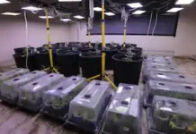 ബഹ്റൈനിൽ വീട്ടിൽ കഞ്ചാവ് കൃഷി, അഞ്ചംഗ പ്രവാസി സംഘം പിടിയിൽ