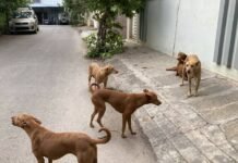 വാക്സിൻ എടുത്തിട്ടും പേവിഷബാധയിൽ 13 കാരിയുടെ മരണം; ആരോഗ്യവകുപ്പിനെതിരെ ആരോപണങ്ങൾ