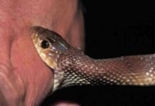 വീട്ടുമുറ്റത്ത് മകന് ചോറ് വാരിക്കൊടുക്കുന്നതിനിടെ പാമ്പുകടി ഏറ്റ് യുവതി മരിച്ചു