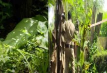 പത്തനംതിട്ടയിലെ നവജാതശിശുവിന്റെ മരണം;21കാരി അമ്മ അറസ്റ്റിൽ