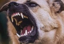 മലപ്പുറം കിഴിശ്ശേരിയിൽ തെരുവ് നായ ആക്രമണം: മൂന്നു പേർക്ക് കടിയേറ്റു