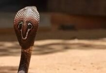 അങ്കണവാടിയിൽ ഉഗ്ര വിഷമുള്ള മൂർഖൻ; കുട്ടികൾ രക്ഷപ്പെട്ടത് തലനാരിഴക്ക്; പാമ്പിനെ കണ്ടത് കളിപ്പാട്ടത്തിനരികെ