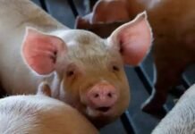 തൃശൂരിൽ ആഫ്രിക്കൻ പന്നിപ്പനി സ്ഥിരീകരിച്ചു; പ്രദേശത്ത് മാംസ വിതരണത്തിന് കർശന നിയന്ത്രണം