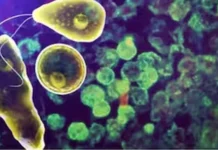 സംസ്ഥാനത്ത് ഒരാൾക്ക് കൂടി അമീബിക് മസ്തിഷ്കജ്വരം സ്ഥിരീകരിച്ചു