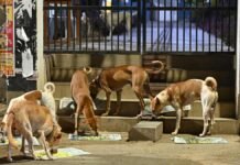 ‘പൊതു ഇടങ്ങളില് നിന്ന് തെരുവുനായ്ക്കളെ നീക്കണം’; സംസ്ഥാനങ്ങളോട് സുപ്രീം കോടതി