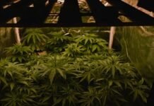 വീട്ടിൽ കഞ്ചാവ് കൃഷി ചെയ്ത സ്വദേശി വനിതയ്ക്ക് കുവൈത്തിൽ 15 വര്ഷം കഠിന തടവും പിഴയും