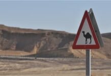 കുവൈത്തിലെ ഫലാഹ് റോഡിൽ മോട്ടോർ സൈക്കിളും ഒട്ടകവുമായി കൂട്ടിയിടിച്ച് അപകടം; ഒരാൾ മരിച്ചു