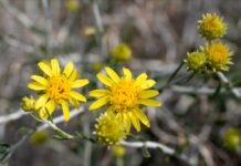 ഇറാൻ ആക്രമണങ്ങൾക്കിടയിൽ ഐക്യത്തിന്റെ പ്രതീകമായി ‘അൽ-അർഫജ്’ പൂവ് കുവൈത്തിൽ ശ്രദ്ധേയമാകുന്നു