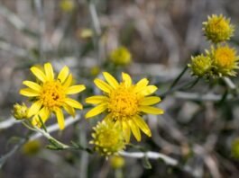 ഇറാൻ ആക്രമണങ്ങൾക്കിടയിൽ ഐക്യത്തിന്റെ പ്രതീകമായി ‘അൽ-അർഫജ്’ പൂവ് കുവൈത്തിൽ ശ്രദ്ധേയമാകുന്നു