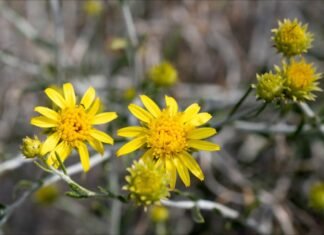 ഇറാൻ ആക്രമണങ്ങൾക്കിടയിൽ ഐക്യത്തിന്റെ പ്രതീകമായി ‘അൽ-അർഫജ്’ പൂവ് കുവൈത്തിൽ ശ്രദ്ധേയമാകുന്നു